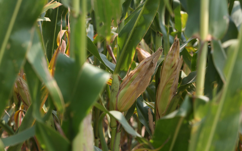 Corn grows in a field in southeastern South Dakota in August 2023. (Makenzie Huber/South Dakota Searchlight)
