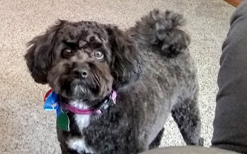 A unique hunting dog