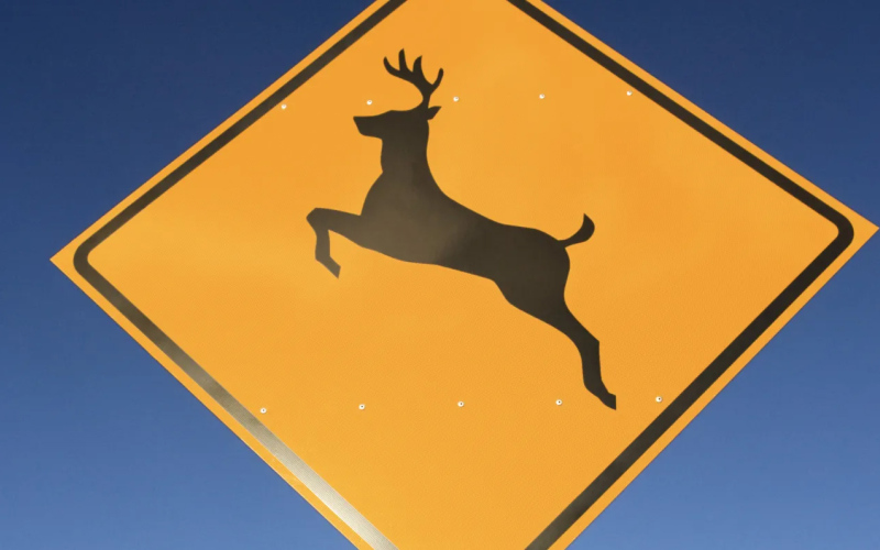 Sheriff’s Office Urges Drivers to Stay Alert for Wildlife This Fall