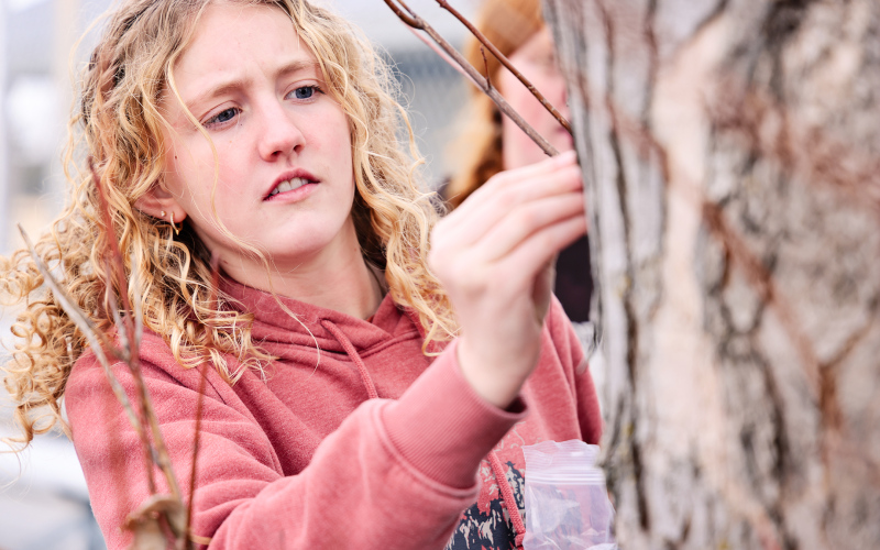 Alexis Roesler places a tapping spile into the maple tree.