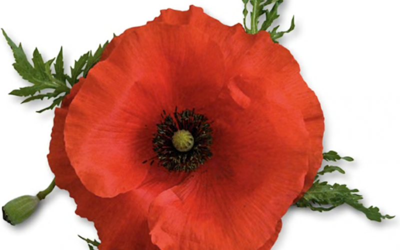 Legion Auxiliary to Observe National Poppy Day May 22