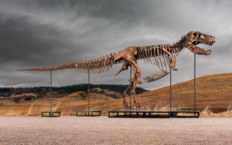 The completed T. rex Gus as mounted. (Photo: Matthew Sherman)