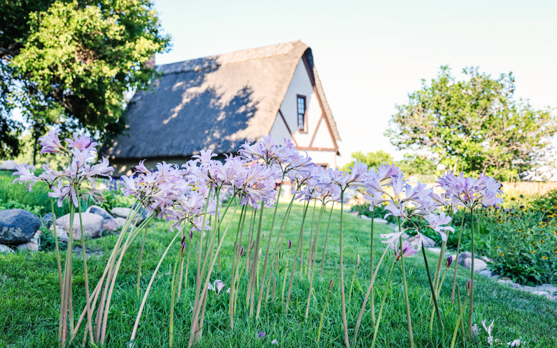 Resurrection lilies bloom with the historic cottage in the background.