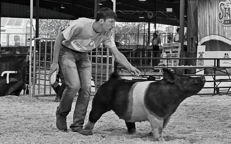 Teagan Scheel showing his Cross bred Breeding gilt in the FFA pig show. (PHOTO COURTESY AUDRA SCHEEL)