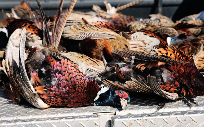 South Dakota Game, Fish and Parks: Reminders About Game Bird Transportation