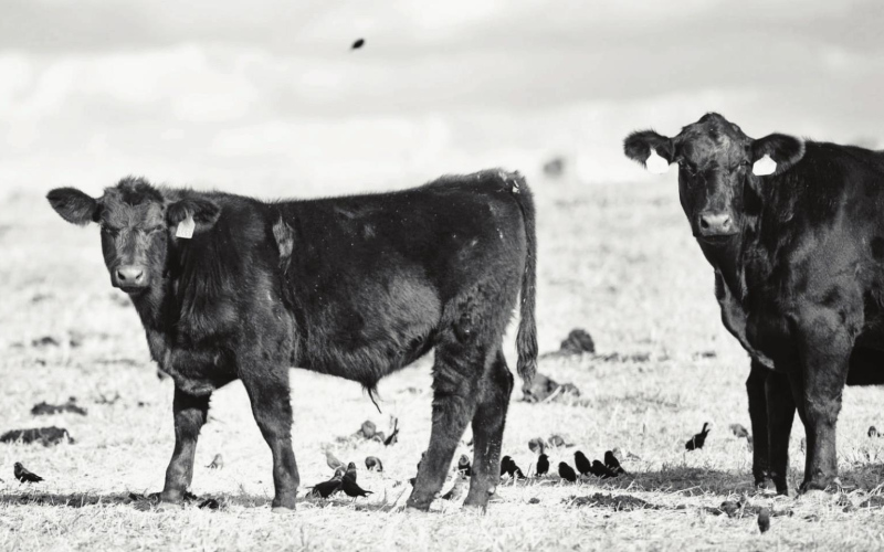 USDA To Compensate Drought-Stricken Ranchers for Above Normal Costs to Haul Livestock to Forage