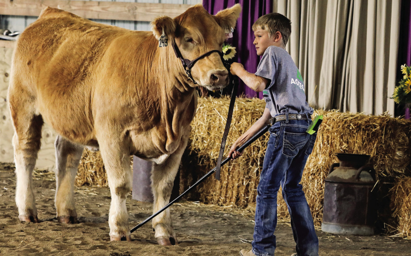 Haven Heber shows his breeding heifer in the ring.