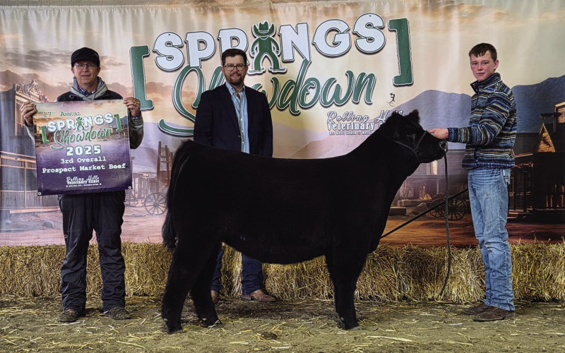 4-H Beef Project Enthusiasts Gather for the 17th Annual Springs Showdown Calf Show