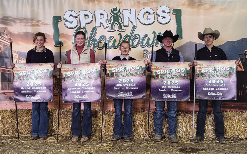 4-H Beef Project Enthusiasts Gather for the 17th Annual Springs Showdown Calf Show