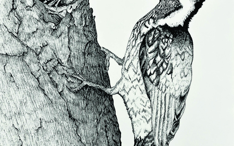 Alt Text for Image