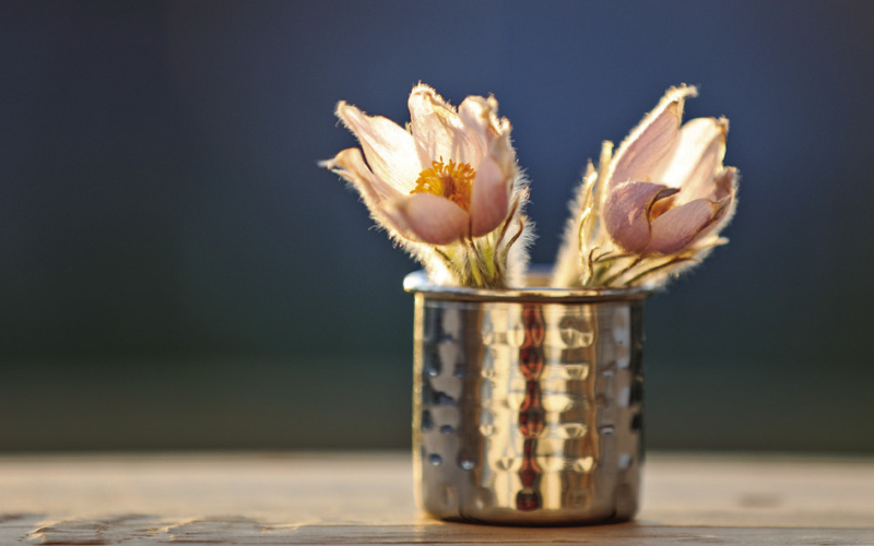 Dubbed the state flower of South Dakota, the Pasque flower grows wild throughout the northwestern U.S. to northern Alaska. Its appearance on the prairie is thought to signify the end of winter.