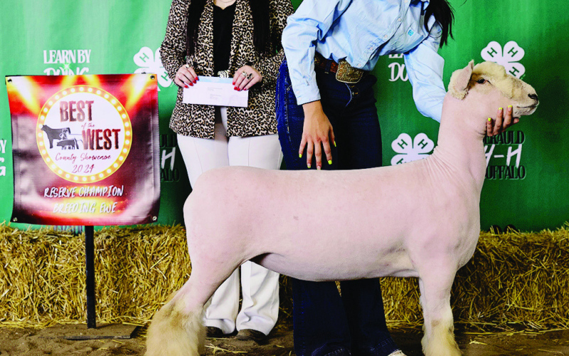 Carissa Scheel, Reserve Champion Breeding Ewe.