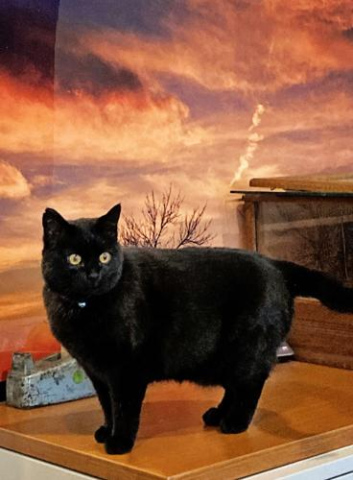 Letter to the Editor from Chase the Newspaper Cat