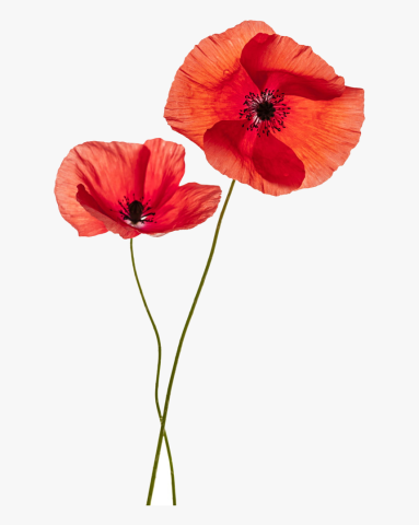 Local Legion Auxiliary to Celebrate National Poppy Day
