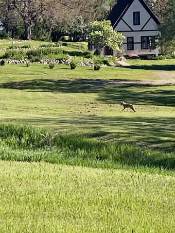 A coyote was spotted on College Avenue and 4th Street, headed toward Shakespeare Garden on Friday, May 17 at 9:10 a.m. KRISTI HINE / TRUE DAKOTAN