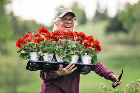 During last year's Planting Festival, Cindy Eilers of rural Wessington Springs carries a flat of red geraniums to her planting area. TRUE DAKOTAN FILE PHOTO
