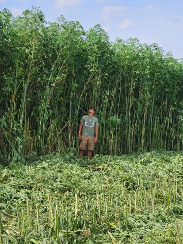 Dakota Hemp hemp crop in 2023 near Wakonda, S.D. PHOTO: JOHN PETERSON / DAKOTA HEMP