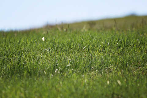 A butterfly flies over grassland on a ranch near White River. Makenzie Huber/South Dakota Searchlight