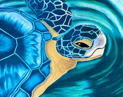 Colored pencil turtle by WSHS Advanced Art I senior, Kaitlyn Swenson.