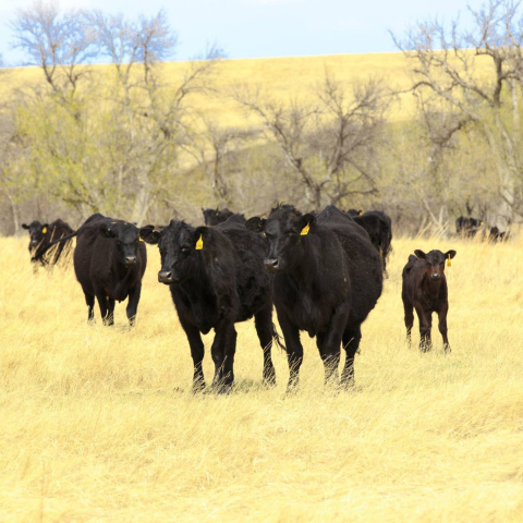 PHOTO COURTESY SOUTH DAKOTA STATE UNIVERSITY WEST RIVER RESEARCH &amp; EXTENSION