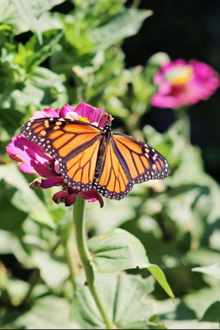 Wessington Springs couple Craig and Penny Wenzel shared this photo he took in their backyear garden. “We always consider the pollinators when we plant our flower beds. Hummingbirds, bees, yellow jackets and butterflies are welcomed every summer. The Monarch butterflies spent a lot of time in our yard last week and are increasing every day before they continue their migration to southern Mexico.” (PHOTO COURTESY CRAIG WENZEL) 