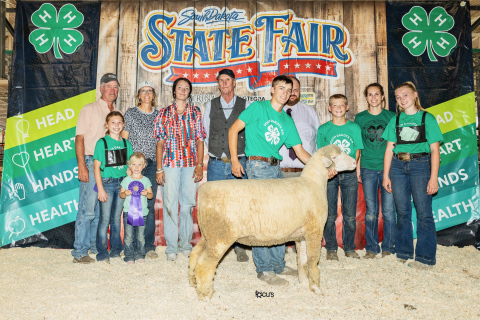 Teagan Scheel showed the Champion Targhee Ewe to a 3rd place overall finish in the 4-H breeding ewe show.