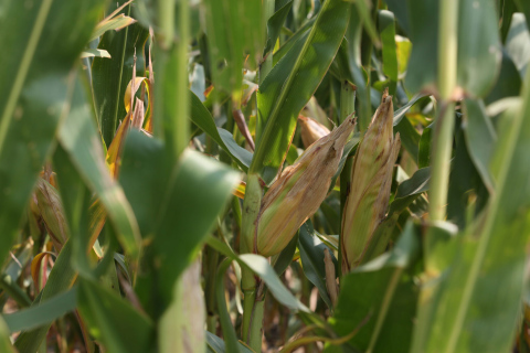  Corn grows in a field in southeastern South Dakota in August 2023. (Makenzie Huber/South Dakota Searchlight)