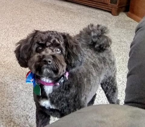 A unique hunting dog