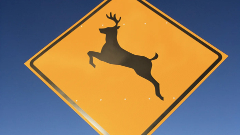 Sheriff’s Office Urges Drivers to Stay Alert for Wildlife This Fall