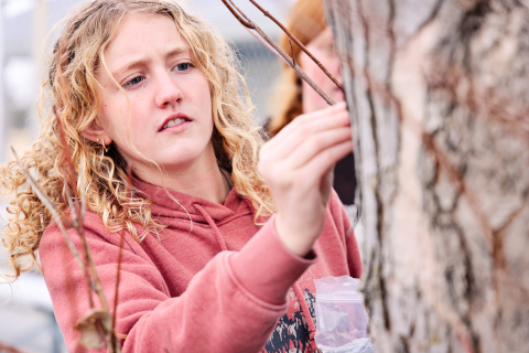 Alexis Roesler places a tapping spile into the maple tree. 