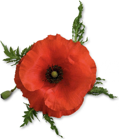 Legion Auxiliary to Observe National Poppy Day May 22