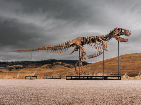 The completed T. rex Gus as mounted. (Photo: Matthew Sherman)