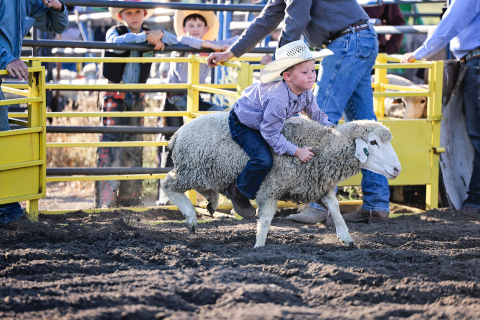 In last year’s Bad River Youth Rough Stock Rodeo held in Wessington Springs, Stocktyn Schweitzer held on tight during the age 4-6 Mutton Bustin’. The event drew over 500 youth to the Jerauld County 4-H grounds. This year’s event is scheduled for Sept. 13, 2026. (TRUE DAKOTAN FILE PHOTO)