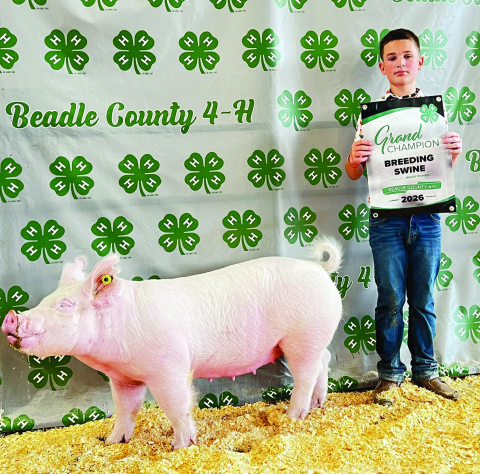 Knox Jan’s champion purebred breeding swine.