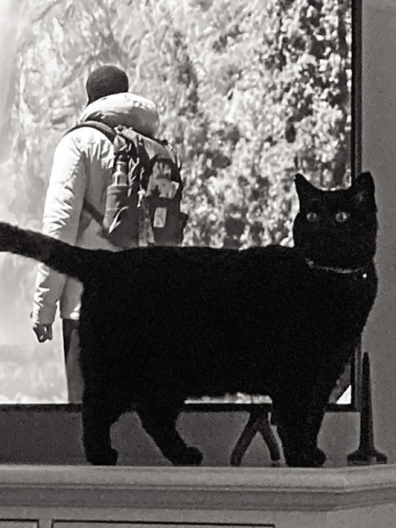 A Cat’s Prayer