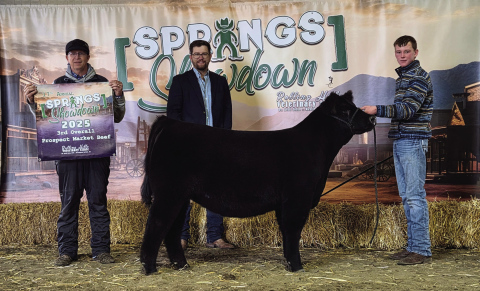 4-H Beef Project Enthusiasts Gather for the 17th Annual Springs Showdown Calf Show