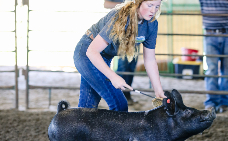 Brooklyn Caffee  shows her market swine project during Monday’s Jerauld/Buffalo 4-H Achievement  Days.