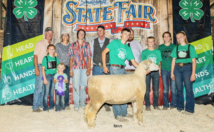 Teagan Scheel showed the Champion Targhee Ewe to a 3rd place overall finish in the 4-H breeding ewe show.
