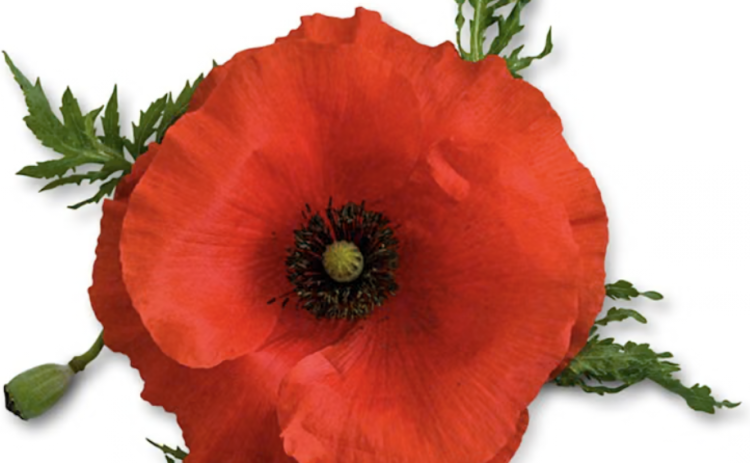 Legion Auxiliary to Observe National Poppy Day May 22