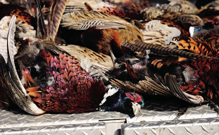 South Dakota Game, Fish and Parks: Reminders About Game Bird Transportation