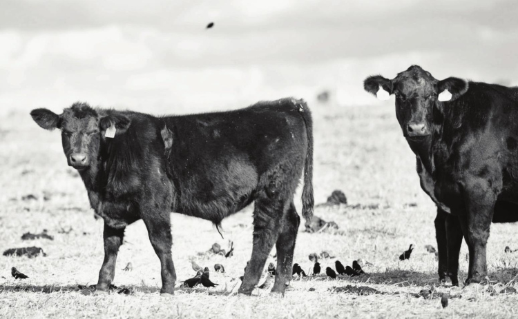 USDA To Compensate Drought-Stricken Ranchers for Above Normal Costs to Haul Livestock to Forage