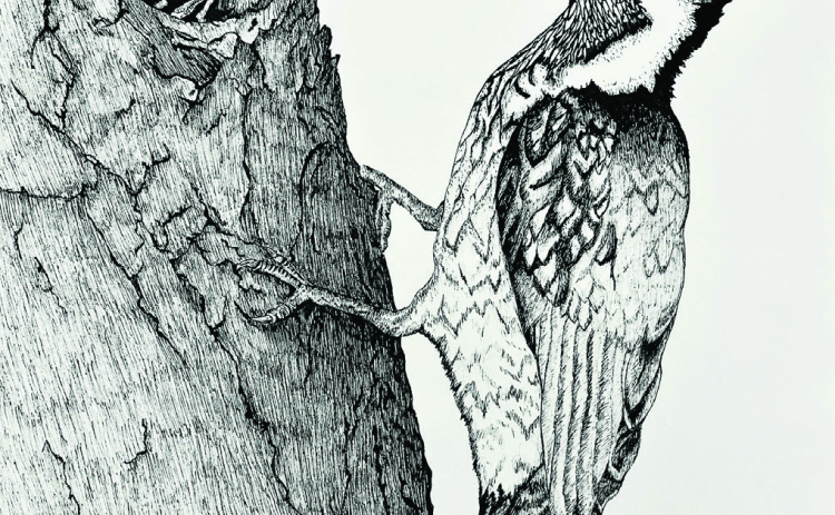Alt Text for Image